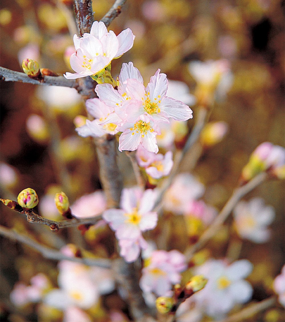 啓翁桜