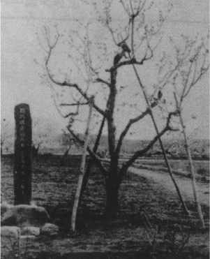 Original Sato Nishiki tree